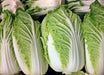 Michihili, Napa Chinese Cabbage, -- BoxGardenSeedsLLC -Cabbage, Kale - Seeds