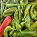 Anaheim, Hot Pepper, -- BoxGardenSeedsLLC -Peppers,Eggplants - Seeds