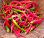 Cayenne Long Slim Chili, Hot Pepper, -- BoxGardenSeedsLLC -Peppers,Eggplants - Seeds