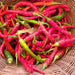 Cayenne Long Slim Chili, Hot Pepper, - BoxGardenSeedsLLC -Peppers,Eggplants - Seeds