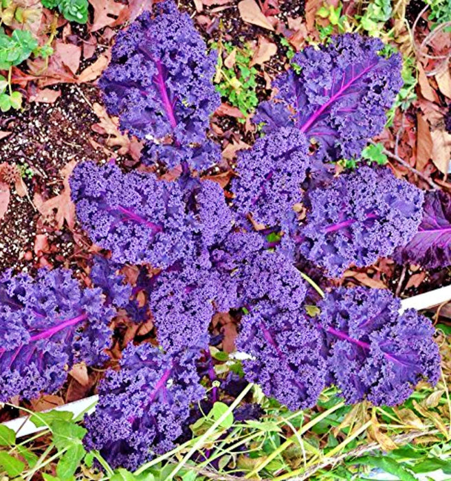 Kale Garden Seed Kit, - BoxGardenSeedsLLC -Cabbage, Kale - Seeds