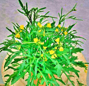 Wild Arugula, Heirloom Seeds - BoxGardenSeedsLLC - Gourmet/Native Greens - Seeds - USA Seller, Thank you for shopping here today, Naturally Grown GMO Free Seeds, Heirloom Open Pollinated Seeds, Fresh Top Quality Premium Seeds