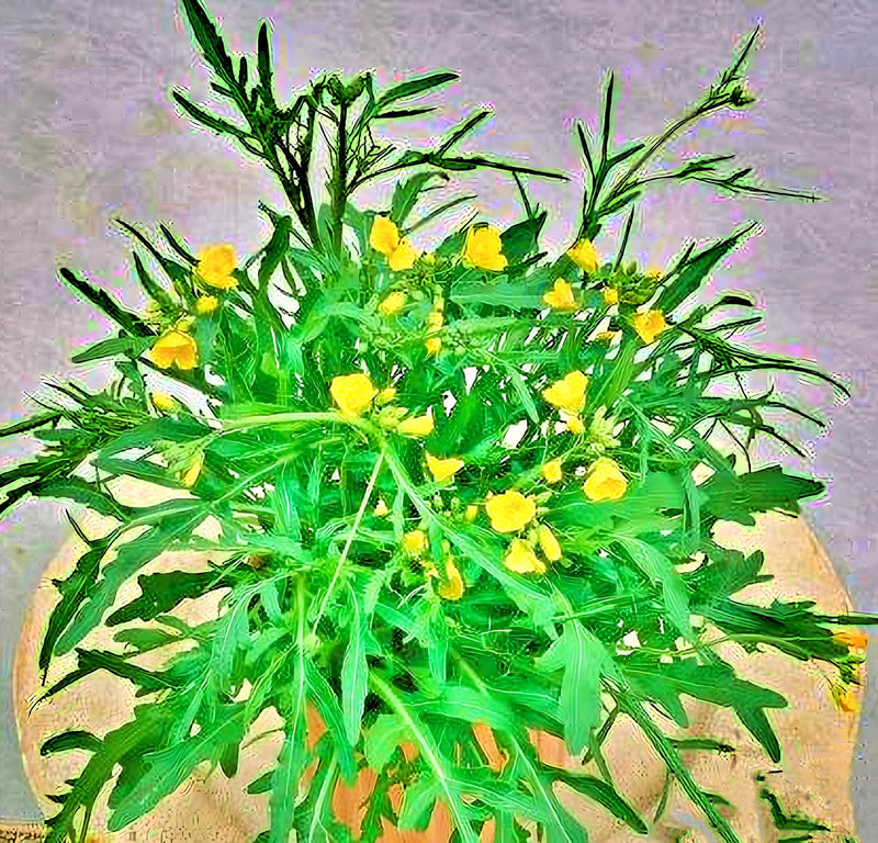 Wild Arugula, Heirloom Seeds - BoxGardenSeedsLLC - Gourmet/Native Greens - Seeds - USA Seller, Thank you for shopping here today, Naturally Grown GMO Free Seeds, Heirloom Open Pollinated Seeds, Fresh Top Quality Premium Seeds