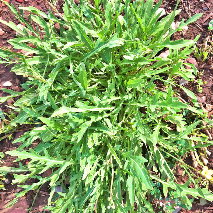 Wild Arugula, - BoxGardenSeedsLLC -Gourmet/Native Greens - Seeds