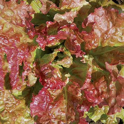 Flame, Lettuce, Heirloom Seeds, Open Pollinated Vegetable Garden Non-GMO - BoxGardenSeedsLLC - Lettuce - Seeds - USA Seller, Thank you for shopping here today, Naturally Grown GMO Free Seeds, Heirloom Open Pollinated Seeds, Fresh Top Quality Premium Seeds