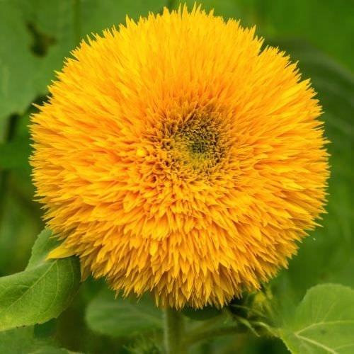 Teddy Bear, Sunflower Seeds, Heirloom Seeds, Seed Packets, Flower Seeds, Dwarf Sunflower, Non GMO, Open Pollinated - BoxGardenSeedsLLC -Culinary/Medicinal Herbs - Seeds