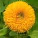 Teddy Bear, Sunflower Seeds - BoxGardenSeedsLLC -Culinary/Medicinal Herbs - Seeds