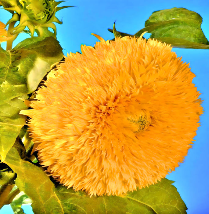 Teddy Bear, Sunflower Seeds - BoxGardenSeedsLLC -Culinary/Medicinal Herbs - Seeds