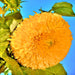 Teddy Bear, Sunflower Seeds - BoxGardenSeedsLLC -Culinary/Medicinal Herbs - Seeds