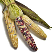 Painted Hills, Sweet Corn - BoxGardenSeedsLLC - Corn - Seeds - USA Seller, Thank you for shopping here today, Naturally Grown GMO Free Seeds, Heirloom Open Pollinated Seeds, Fresh Top Quality Premium Seeds