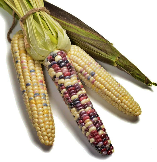 Painted Hills, Sweet Corn, Heirloom Seeds, Open Pollinated Non-GMO - BoxGardenSeedsLLC -Corn - Seeds