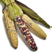 Painted Hills, Sweet Corn, Heirloom Seeds, Open Pollinated Non-GMO - BoxGardenSeedsLLC -Corn - Seeds