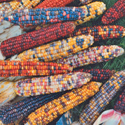 Painted Hills, Sweet Corn - BoxGardenSeedsLLC - Corn - Seeds - USA Seller, Thank you for shopping here today, Naturally Grown GMO Free Seeds, Heirloom Open Pollinated Seeds, Fresh Top Quality Premium Seeds