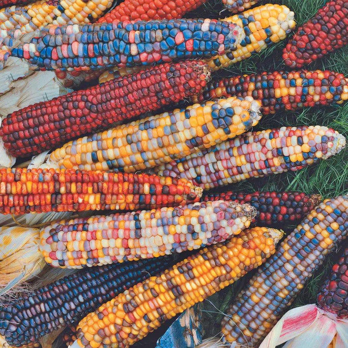Painted Hills, Sweet Corn, Heirloom Seeds, Open Pollinated Non-GMO - BoxGardenSeedsLLC -Corn - Seeds