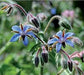 Borage, Herb, -- BoxGardenSeedsLLC -Culinary/Medicinal Herbs - Seeds