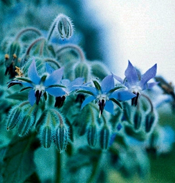 Borage, Herb, -- BoxGardenSeedsLLC -Culinary/Medicinal Herbs - Seeds