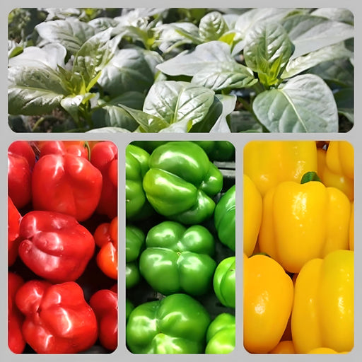 Three Color Bell Pepper Seed Kit, Sweet Pepper - BoxGardenSeedsLLC -Peppers,Eggplants - Seeds