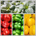 Three Color Bell Pepper Seed Kit, Sweet Pepper - BoxGardenSeedsLLC -Peppers,Eggplants - Seeds
