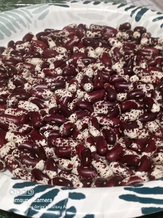 1500 Year Old Cave, Dry Pole Bean - BoxGardenSeedsLLC -Beans / Dry Beans - Seeds