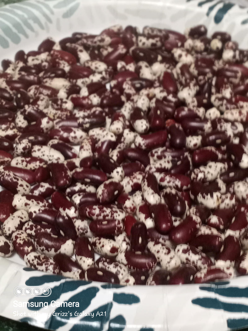 1500 Year Old Cave, Dry Pole Bean - BoxGardenSeedsLLC - Beans / Dry Beans - Seeds - Thank you for shopping here today, Non GMO Seeds, Naturally Grown Seeds, Grown to Organic Standards, Heirloom Seeds, Open Pollinated Seeds, Fresh Premier Seeds, USA Seller