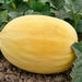 Copy Sweet Granite Cantaloupe - BoxGardenSeedsLLC - Melons, Cantaloupe - Seeds - USA Seller, Thank you for shopping here today, Naturally Grown GMO Free Seeds, Heirloom Open Pollinated Seeds, Fresh Top Quality Premium Seeds