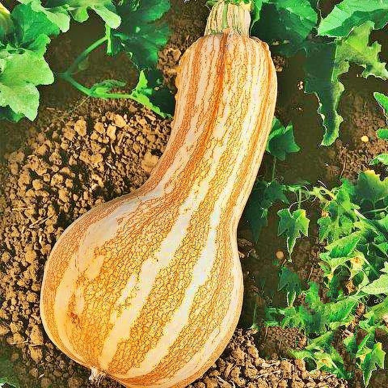 Cushaw Orange Stripe, Winter Squash - BoxGardenSeedsLLC - Squash,Pumpkins - Seeds - USA Seller, Thank you for shopping here today, Naturally Grown GMO Free Seeds, Heirloom Open Pollinated Seeds, Fresh Top Quality Premium Seeds