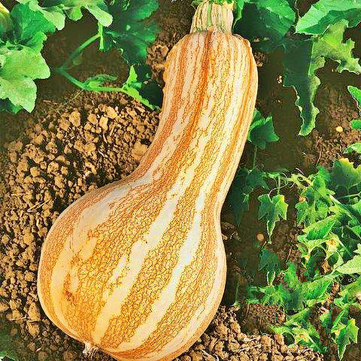 Cushaw Orange Stripe, Winter Squash - BoxGardenSeedsLLC -Squash,Pumpkins - Seeds