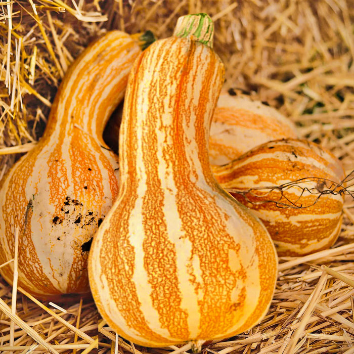 Cushaw Orange Stripe, Winter Squash - BoxGardenSeedsLLC -Squash,Pumpkins - Seeds