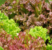 Flame, Lettuce - BoxGardenSeedsLLC - Lettuce - Seeds - USA Seller, Thank you for shopping here today, Naturally Grown GMO Free Seeds, Heirloom Open Pollinated Seeds, Fresh Top Quality Premium Seeds