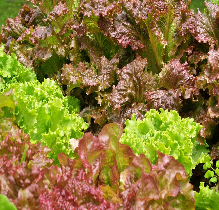 Flame, Lettuce, Heirloom Seeds, Open Pollinated Vegetable Garden Non-GMO - BoxGardenSeedsLLC - Lettuce - Seeds - USA Seller, Thank you for shopping here today, Naturally Grown GMO Free Seeds, Heirloom Open Pollinated Seeds, Fresh Top Quality Premium Seeds