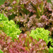 Flame, Lettuce, Heirloom Seeds, Open Pollinated Vegetable Garden Non-GMO - BoxGardenSeedsLLC - Lettuce - Seeds - USA Seller, Thank you for shopping here today, Naturally Grown GMO Free Seeds, Heirloom Open Pollinated Seeds, Fresh Top Quality Premium Seeds