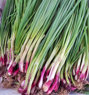 Lila, Bunching Onion Seeds - BoxGardenSeedsLLC - Onions,Leeks - Seeds - Thank you for shopping here today, Non GMO Seeds, Naturally Grown Seeds, Grown to Organic Standards, Heirloom Seeds, Open Pollinated Seeds, Fresh Premier Seeds, USA Seller