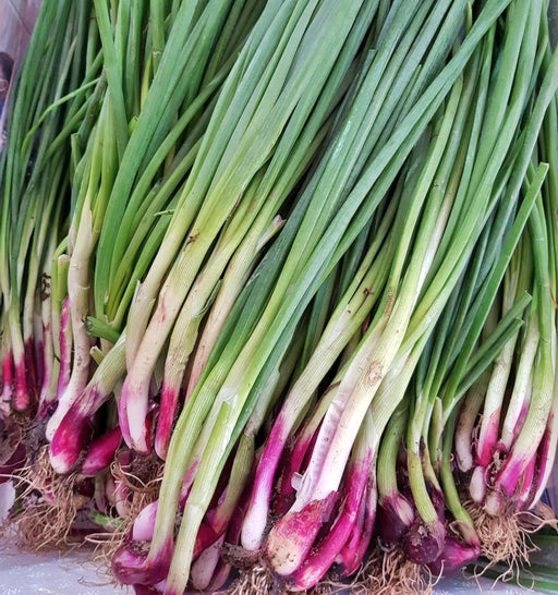 Lila, Bunching Onion Seeds - BoxGardenSeedsLLC -Onions,Leeks - Seeds