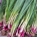 Lila, Bunching Onion Seeds - BoxGardenSeedsLLC -Onions,Leeks - Seeds