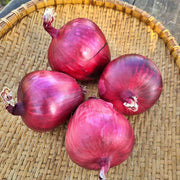Lila, Bunching Onion Seeds - BoxGardenSeedsLLC - Onions,Leeks - Seeds - Thank you for shopping here today, Non GMO Seeds, Naturally Grown Seeds, Grown to Organic Standards, Heirloom Seeds, Open Pollinated Seeds, Fresh Premier Seeds, USA Seller