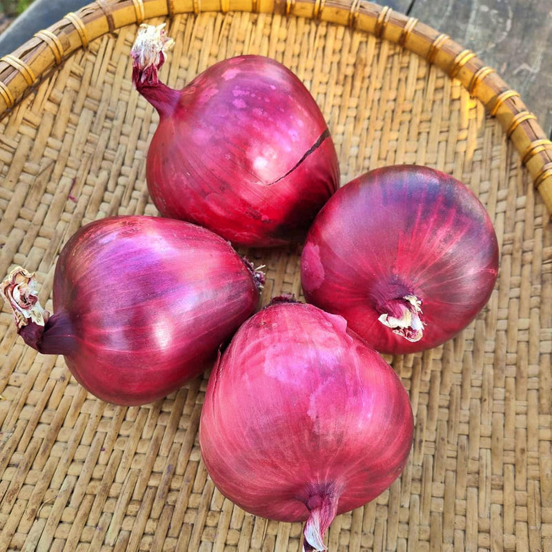 Lila, Bunching Onion Seeds - BoxGardenSeedsLLC - Onions,Leeks - Seeds - Thank you for shopping here today, Non GMO Seeds, Naturally Grown Seeds, Grown to Organic Standards, Heirloom Seeds, Open Pollinated Seeds, Fresh Premier Seeds, USA Seller