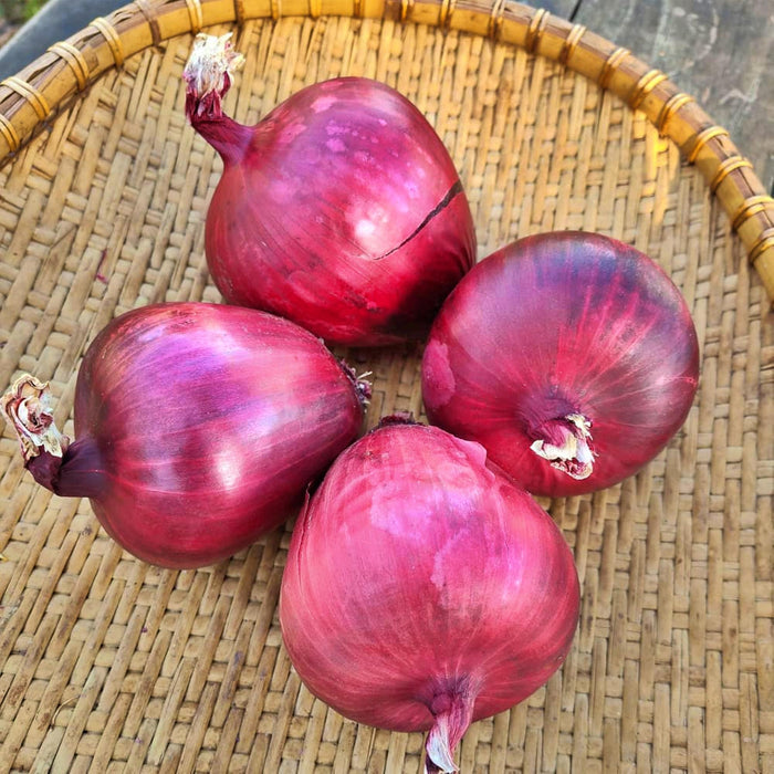 Lila, Bunching Onion Seeds - BoxGardenSeedsLLC -Onions,Leeks - Seeds