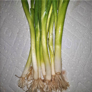 Warrior, Bunching Onion Seeds - BoxGardenSeedsLLC - Onions,Leeks - Seeds - Thank you for shopping here today, Non GMO Seeds, Naturally Grown Seeds, Grown to Organic Standards, Heirloom Seeds, Open Pollinated Seeds, Fresh Premier Seeds, USA Seller