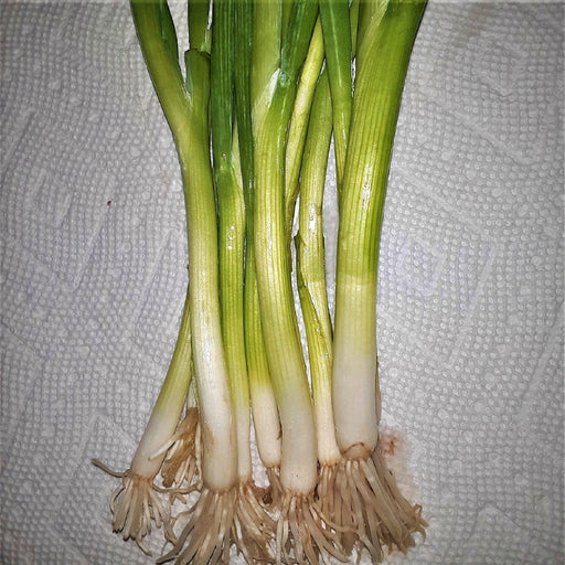 Warrior, Bunching Onion Seeds - BoxGardenSeedsLLC -Onions,Leeks - Seeds