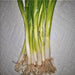 Warrior, Bunching Onion Seeds - BoxGardenSeedsLLC -Onions,Leeks - Seeds