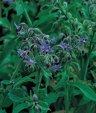 Borage, Herb, -- BoxGardenSeedsLLC -Culinary/Medicinal Herbs - Seeds