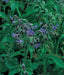 Borage, Herb, -- BoxGardenSeedsLLC -Culinary/Medicinal Herbs - Seeds