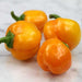 Yellow Mini Bell, Sweet Bell Pepper, - BoxGardenSeedsLLC -Peppers,Eggplants - Seeds