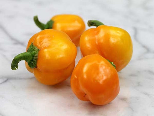 Yellow Mini Bell, Sweet Bell Pepper, -- BoxGardenSeedsLLC -Peppers,Eggplants - Seeds