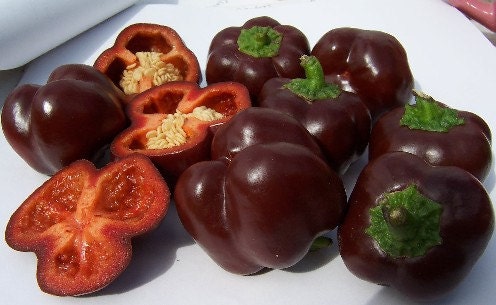 Mini Chocolate, Sweet Bell Pepper, -- BoxGardenSeedsLLC -Peppers,Eggplants - Seeds