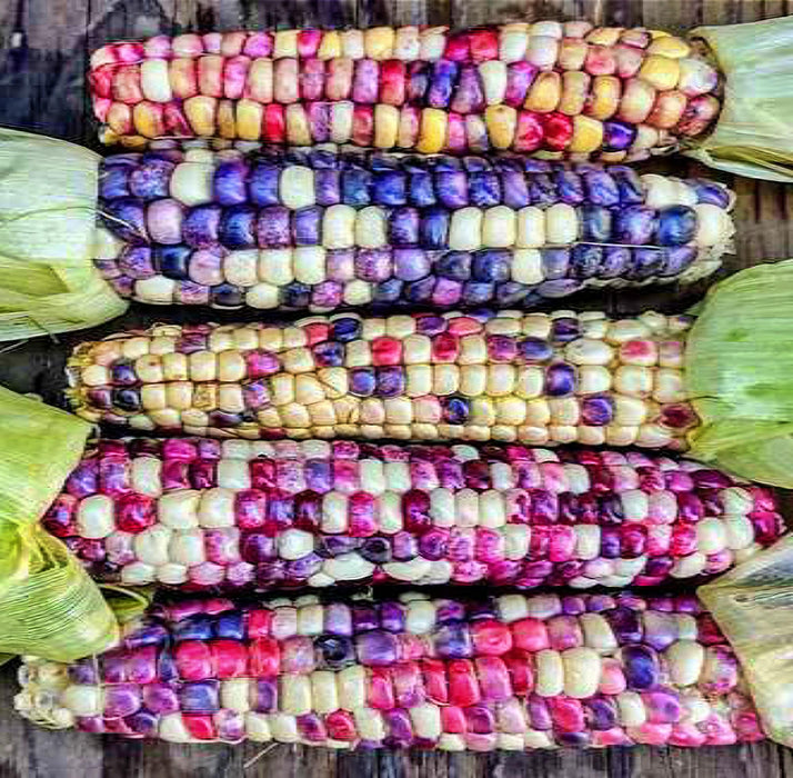 Painted Hills, Sweet Corn, Heirloom Seeds, Open Pollinated Non-GMO - BoxGardenSeedsLLC -Corn - Seeds