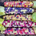 Painted Hills, Sweet Corn, Heirloom Seeds, Open Pollinated Non-GMO - BoxGardenSeedsLLC -Corn - Seeds