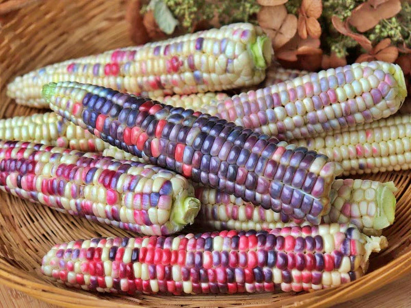 Painted Hills, Sweet Corn - BoxGardenSeedsLLC - Corn - Seeds - USA Seller, Thank you for shopping here today, Naturally Grown GMO Free Seeds, Heirloom Open Pollinated Seeds, Fresh Top Quality Premium Seeds
