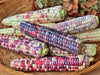Painted Hills, Sweet Corn - BoxGardenSeedsLLC - Corn - Seeds - USA Seller, Thank you for shopping here today, Naturally Grown GMO Free Seeds, Heirloom Open Pollinated Seeds, Fresh Top Quality Premium Seeds