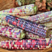 Painted Hills, Sweet Corn, Heirloom Seeds, Open Pollinated Non-GMO - BoxGardenSeedsLLC -Corn - Seeds